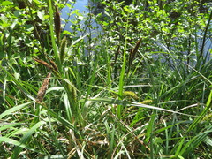 Carex riparia