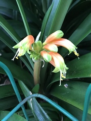 Clivia gardenii