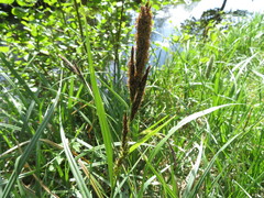 Carex riparia