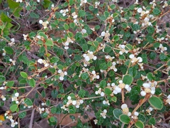 Spyridium thymifolium