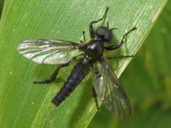Bibio lanigerus