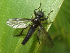 Bibio lanigerus