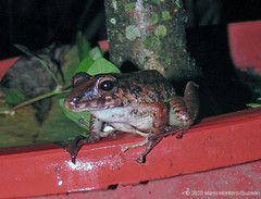 Craugastor fitzingeri