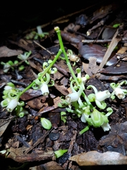 Didymocheton spectabilis