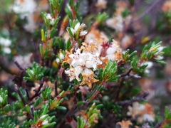 Cryptandra hispidula