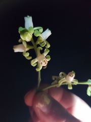 Didymocheton spectabilis, photograph Kerry Paul, CC BY, iNaturalist via GBIF