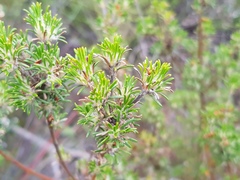 Phyllota pleurandroides