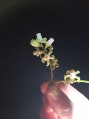 Didymocheton spectabilis, photograph Kerry Paul, CC BY, iNaturalist via GBIF