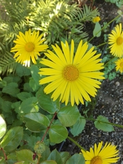 Doronicum columnae