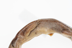 Oligosoma macgregori