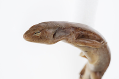Oligosoma macgregori