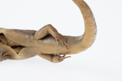 Oligosoma macgregori