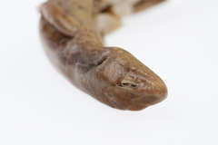 Oligosoma macgregori
