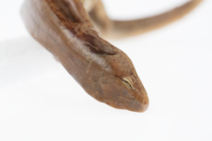 Oligosoma macgregori