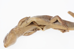 Oligosoma macgregori