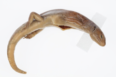 Oligosoma macgregori