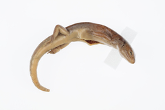 Oligosoma macgregori