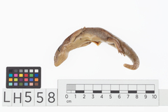 Oligosoma macgregori