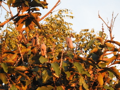 Qualea grandiflora