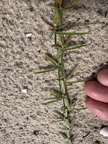 Eremochloa ophiuroides iNat (2)
