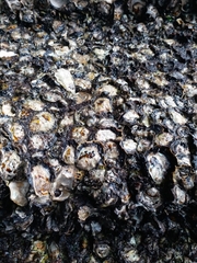 Saccostrea cuccullata