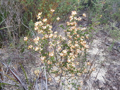 Cryptandra hispidula
