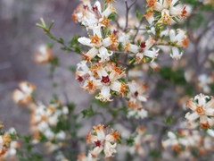 Cryptandra hispidula