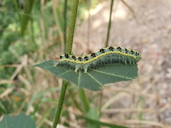 Xanthodes transversa