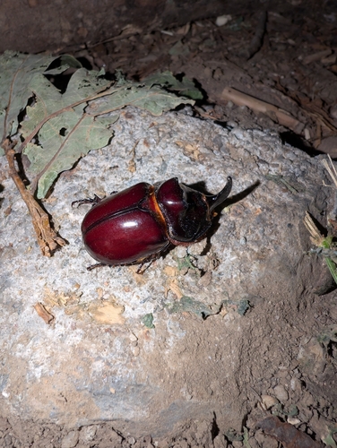 European Rhinoceros Beetle