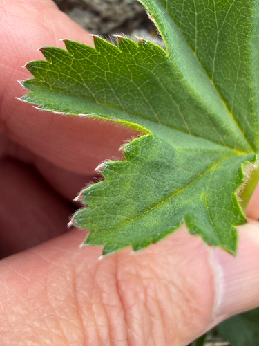Alchemilla filicaulis, photograph 3