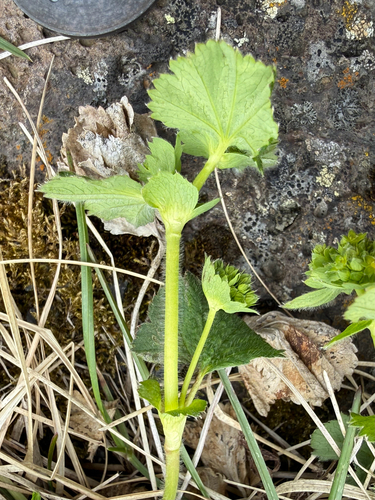 Alchemilla filicaulis, photograph 6