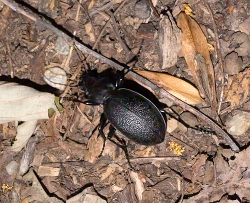 Leather Beetle