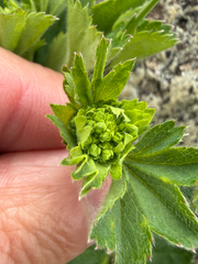 Alchemilla filicaulis, photograph (c) Patrice Dupont, some rights reserved (CC BY)