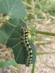 Xanthodes transversa