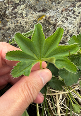 Alchemilla filicaulis, photograph (c) Patrice Dupont, some rights reserved (CC BY)