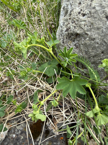 Alchemilla filicaulis