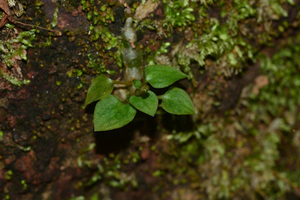 Cheirostylis parvifolia