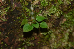 Cheirostylis parvifolia