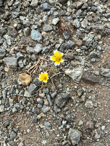 Layia platyglossa observed 2026-06-26