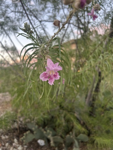 desert willow