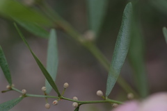 Acacia verniciflua