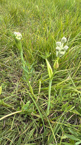 iNaturalist observation photo of ranger buttons