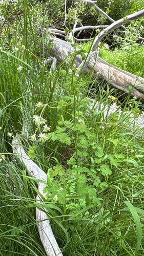 iNaturalist observation photo of Fewflower Meadow-rue