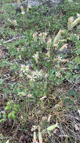 iNaturalist observation photo of Catchflies