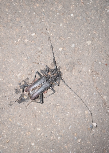Great capricorn beetle