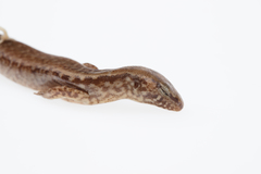 Oligosoma pachysomaticum