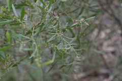 Acacia verniciflua