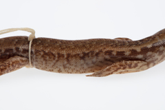 Oligosoma pachysomaticum