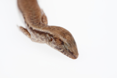 Oligosoma pachysomaticum