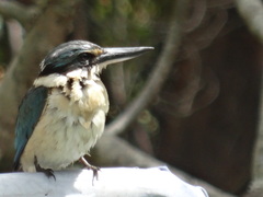 Todiramphus sanctus sanctus